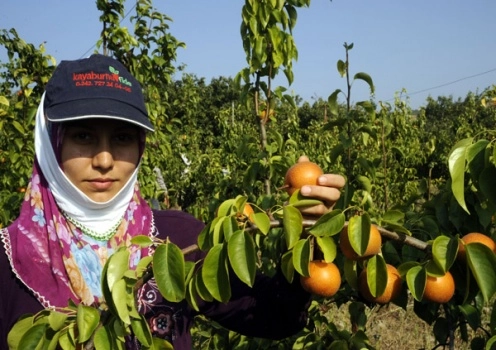 Tüketici ve üreticinin yeni gözdesi 'Japon armudu'