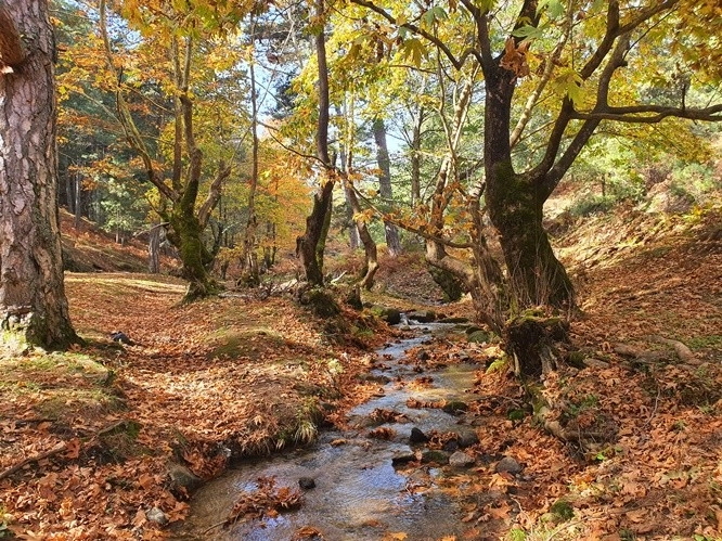 Domaniç ve Kazdağları'nda sonbaharda görsel şölen