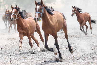 At yarışları camiasının beklediği tay satışları başlıyor