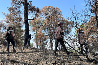 Büyükorhan'da yanan orman yeniden ormanlaştırılıyor