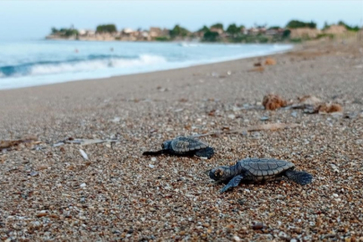 Türkiye'de bu yıl 14 bin 807 yavru deniz kaplumbağası denize ulaştı