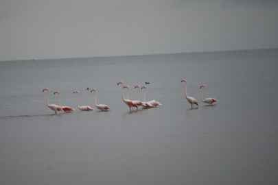 Flamingolardan İznik Gölü'nde görsel şölen