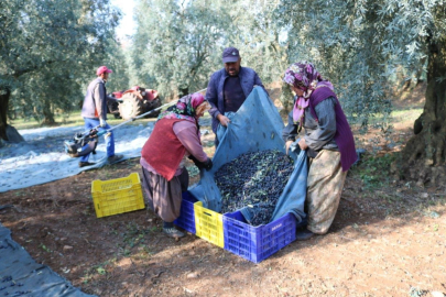 Marmarabirlik açıkladı; Bir kilo zeytinin maliyeti 34,20 lira