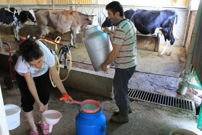 Çiğ sütte üreticinin eline litre başına 16 lira 40 kuruş geçecek